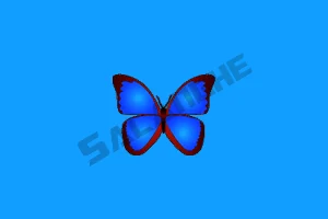 bkViewer (数码照片浏览器) v8.2e 中文绿色版